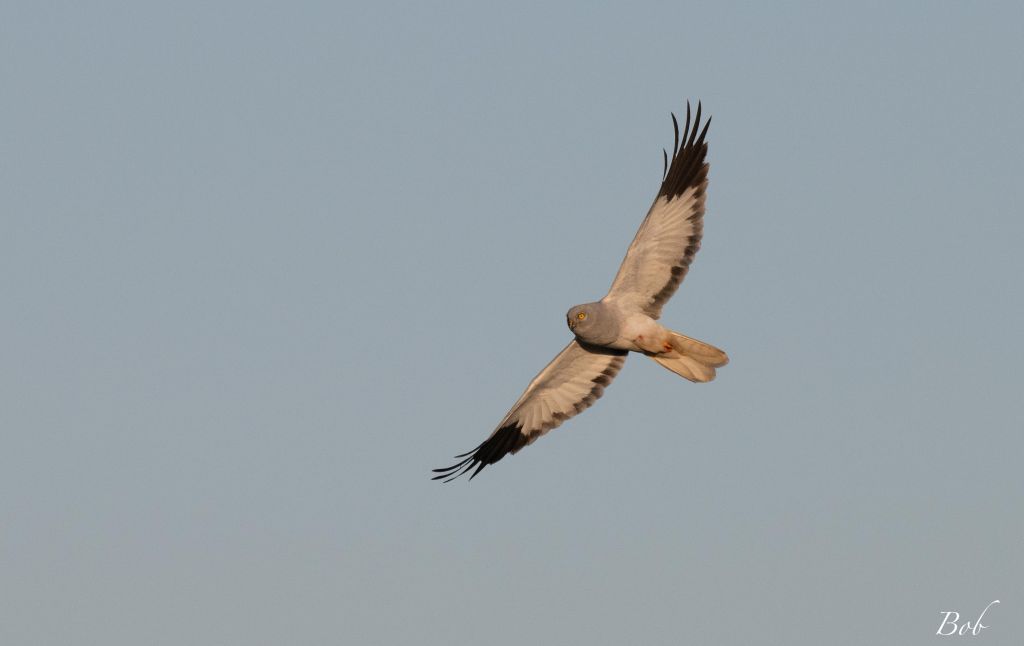 Venez découvrir l’univers fascinant des rapaces à Saint Denis du Payré.